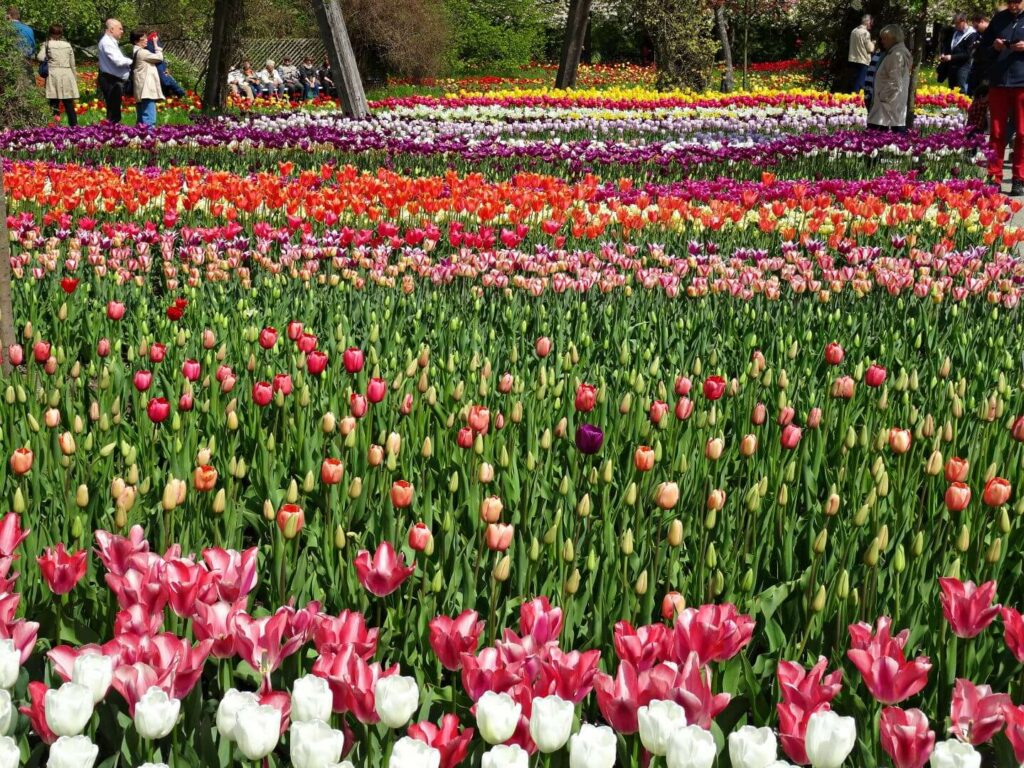 Britzer Garten zur Tulipan