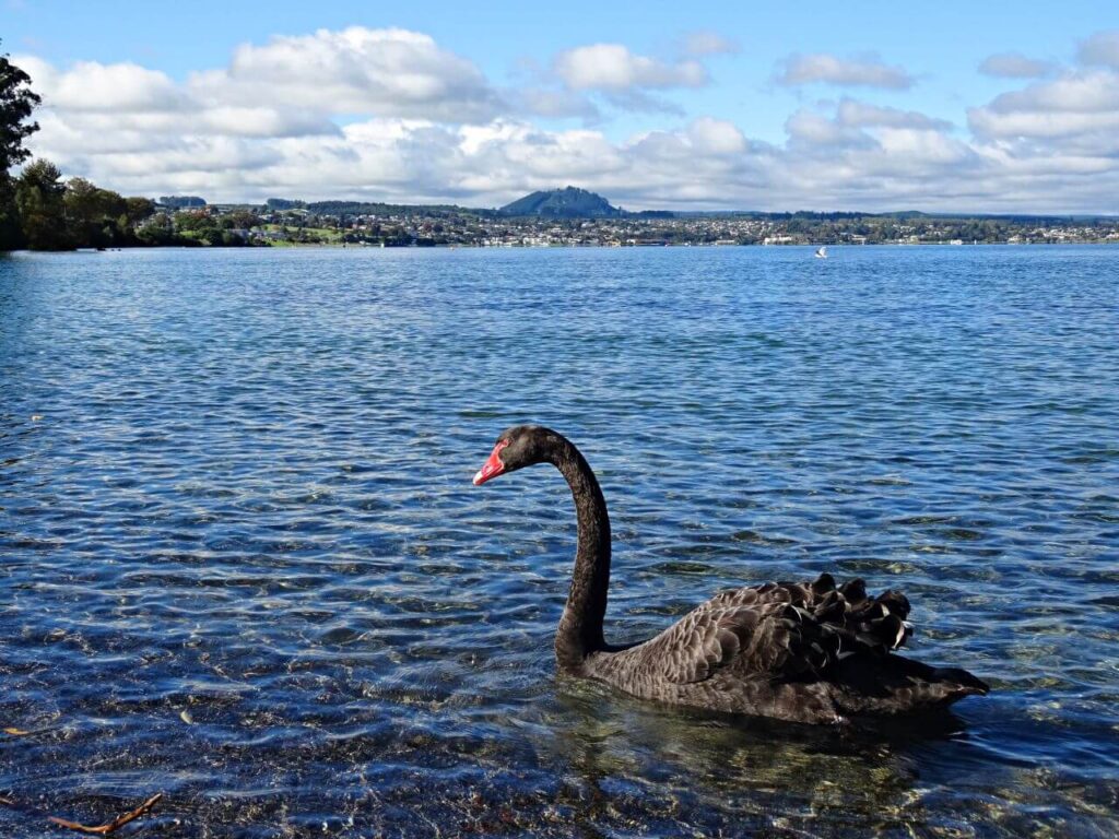 neuseeland-lake-taupo-nordinsel