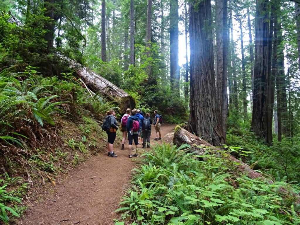 usa-redwood-nationalpark-baum